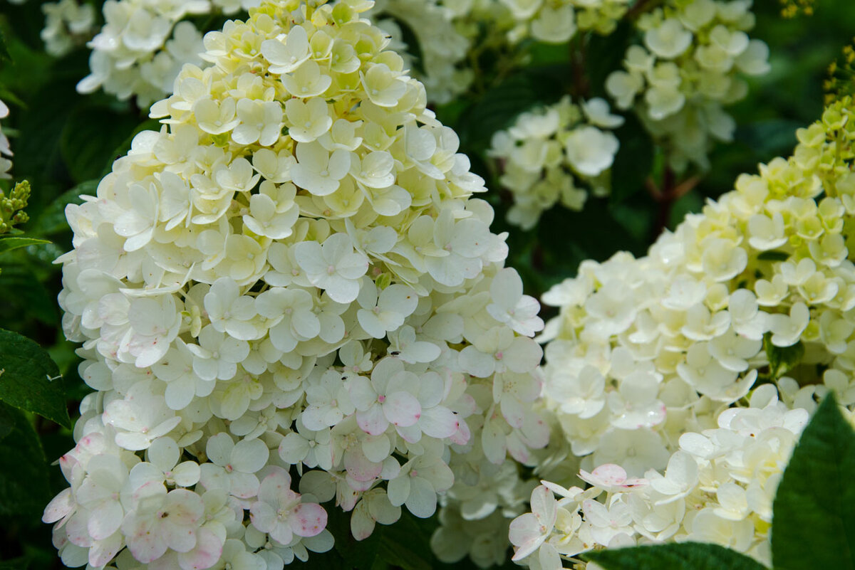 метельчатые гортензии