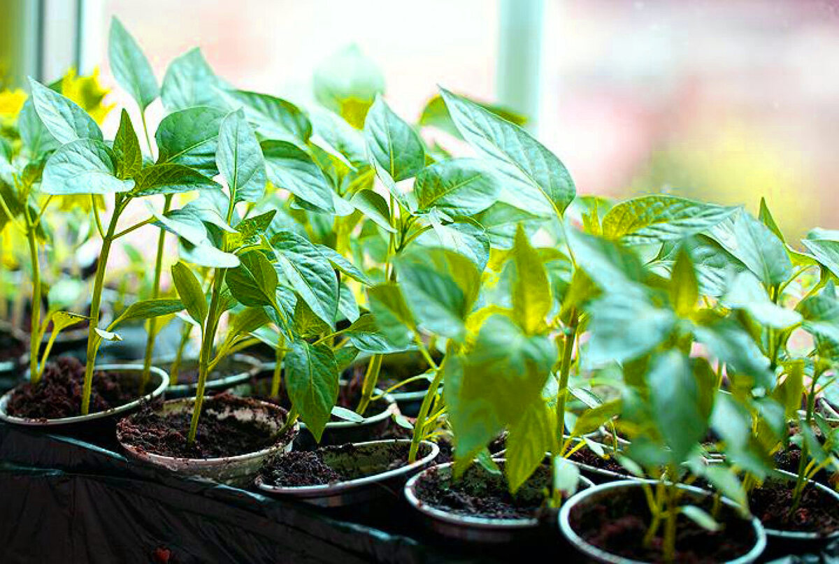 Высадка рассады.