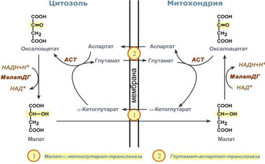 Малат-аспартатный челночный механизм. Источник: Яндекс