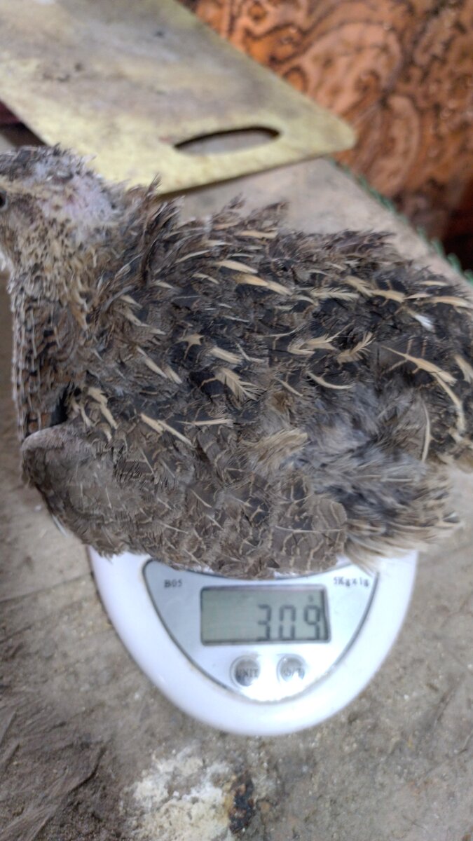 Перепел возраст 8 месяцев