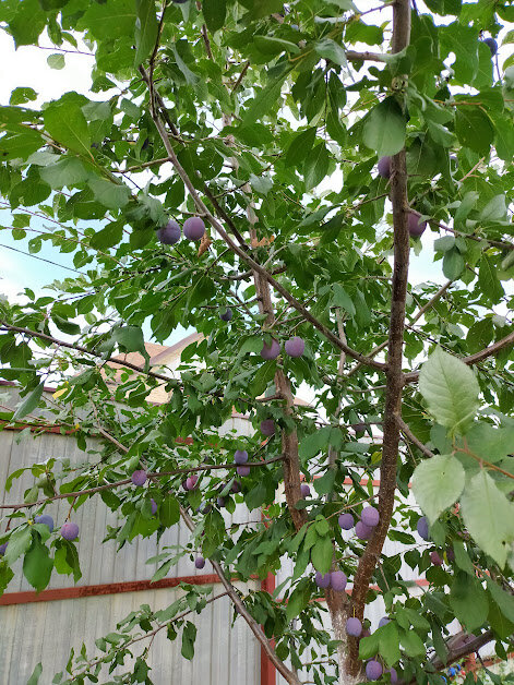 Фото автора 19 августа 2022 года