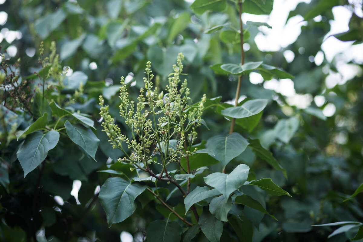 Александровский Сад, г. Санкт-Петербург. Сирень. Автор фото: Надежда Панова, http://nadia-photo.com