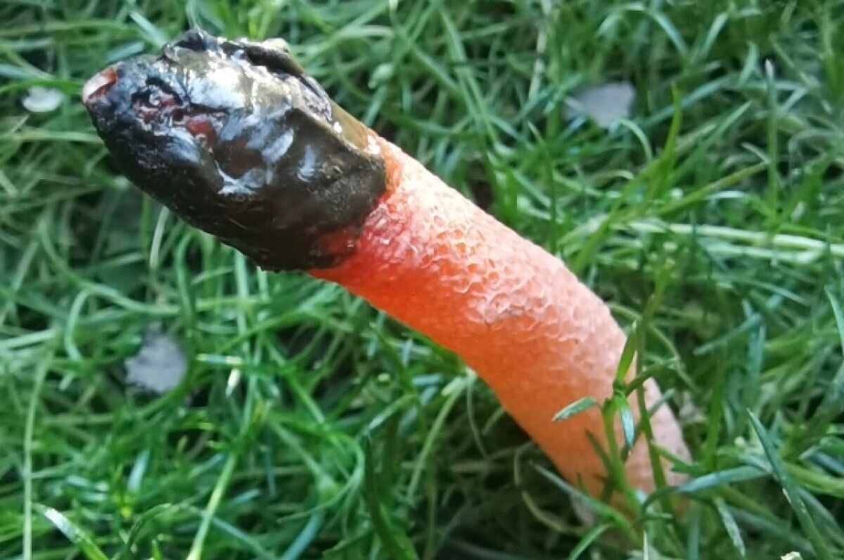 собачий хуй 