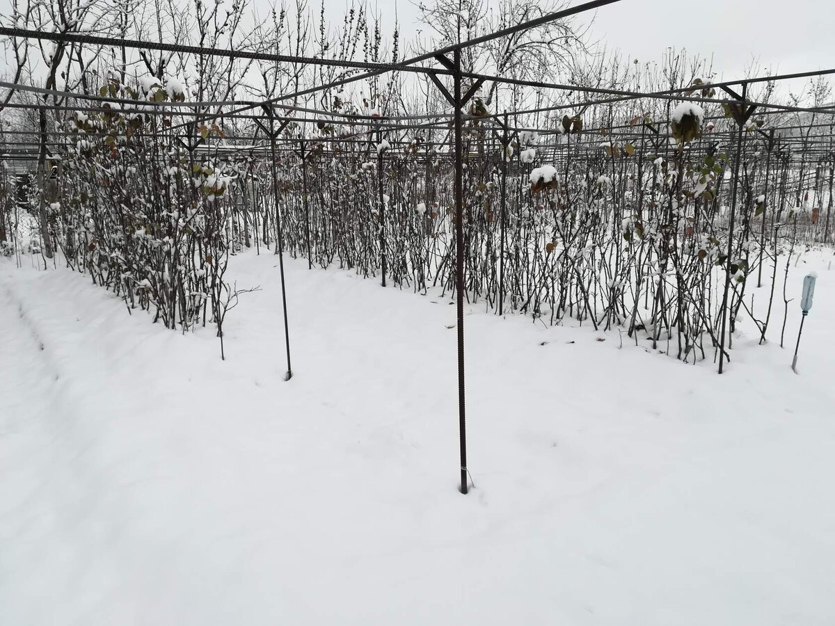 в этом сезоне оставил зимовать открыто все сорта колонны, которые выращивал в контейнерах, посмотрим, какие сорта выживут?