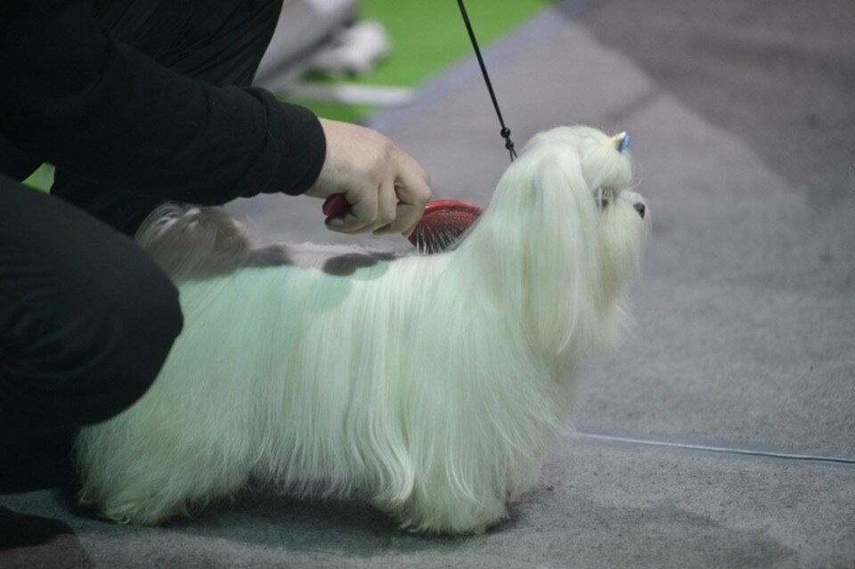     Женщине очень понравился пушистый мимимишный питомец. Дмитрий Ахмадуллин