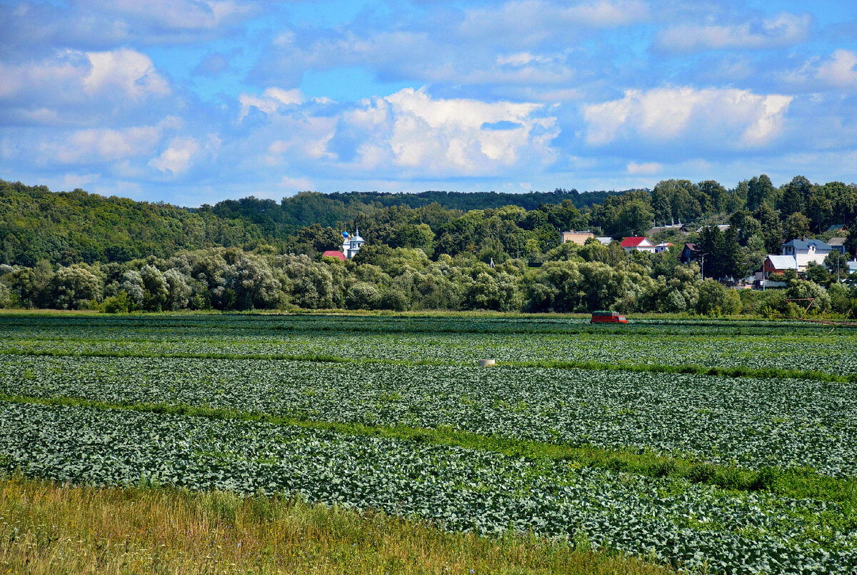 Широко раскинулись капустные поля!