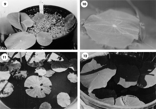 Лотосы, выращенные из древних семян, по сравнению с контролем (справа внизу). Видны ненормальные признаки: вариегация (9), утолщенные жилки и завернутый край листа (10), мелкие распростертые по поверхности воды листья (11). Лист на (11) поврежден насекомыми. Источник: Shen-Miller et al., 2002 (см.выше)