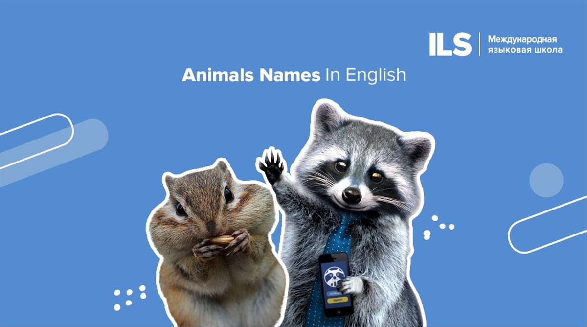 Тест: как называются эти животные на английском?🦝 | Английский с ILS  School | Дзен