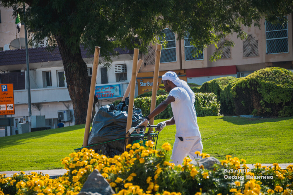 Дубайская зелень 