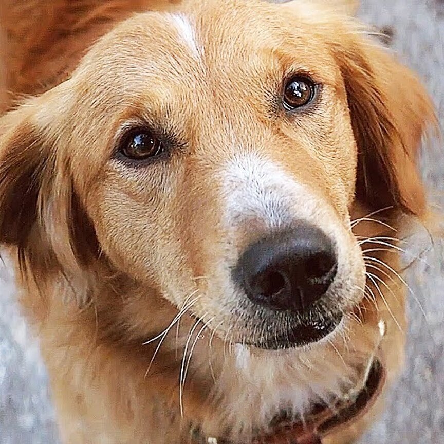 Кадр из фильма «Собачья жизнь»