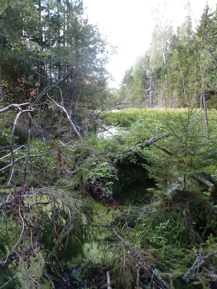Ходить можно по кочкам.