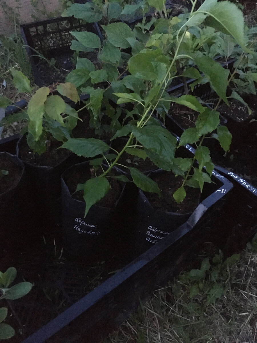 саженцы абрикоса