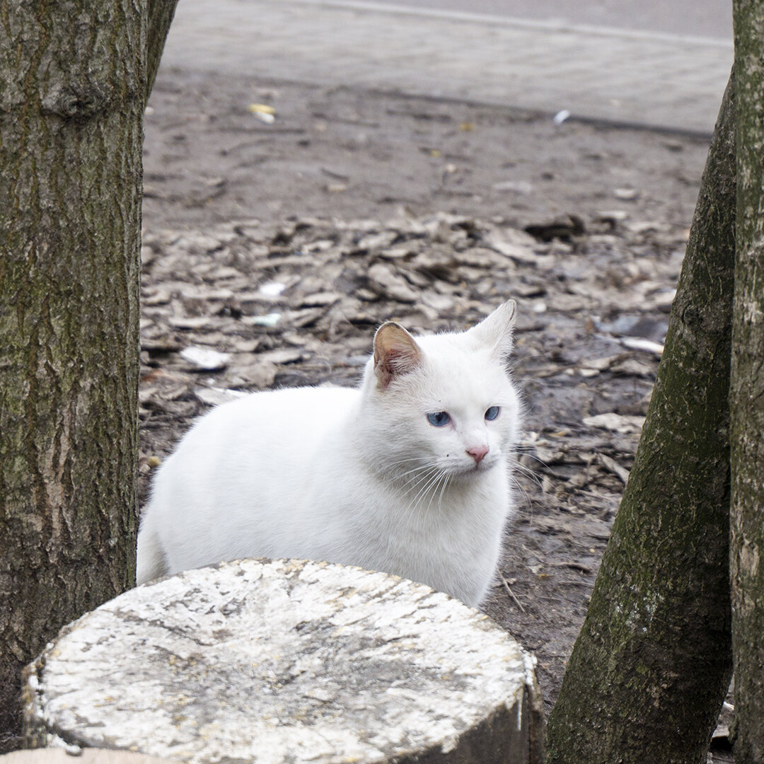 Уличная кошка, стерилизованная автором