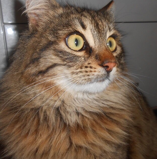 - Не перестаёт удивляться Боливар вновь увиденному. И так постоянно.