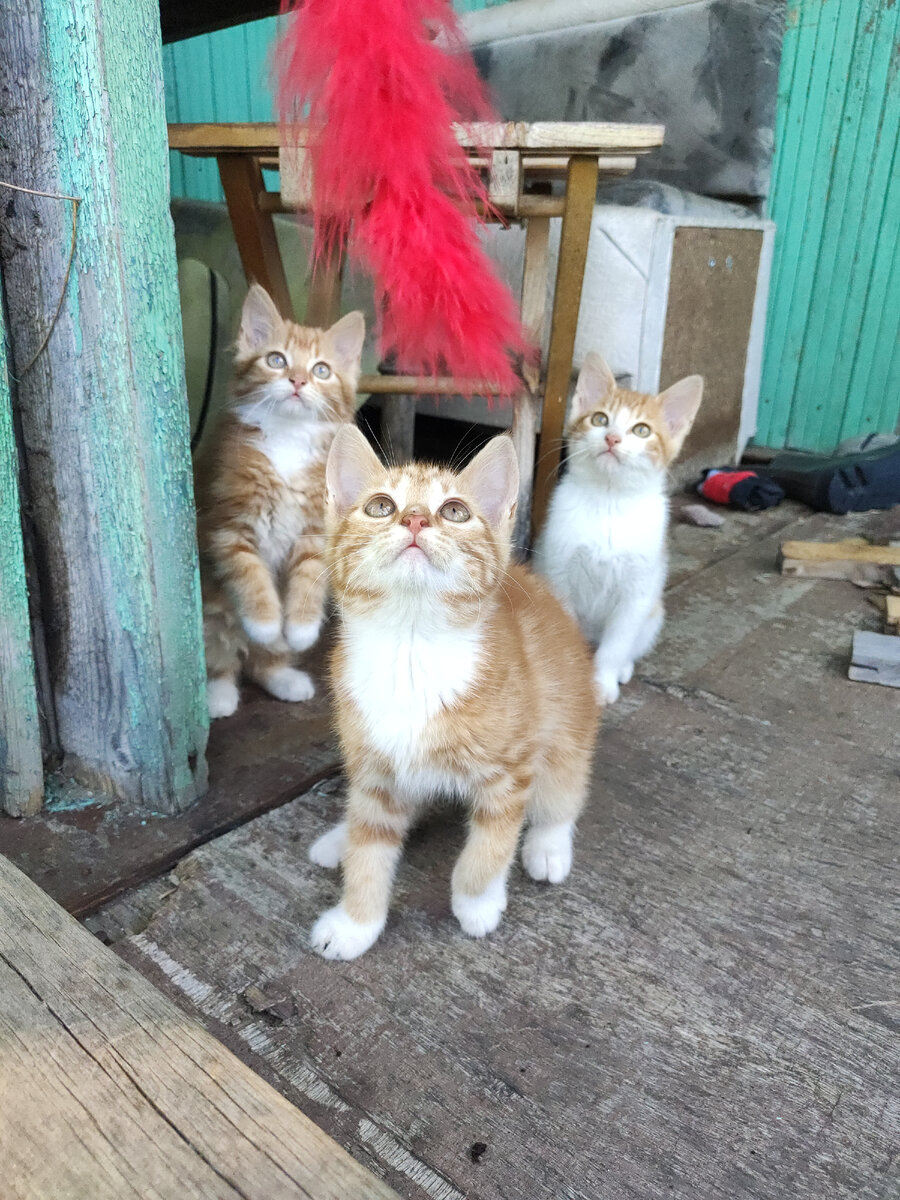 Солнечные малыши кошки Лизы