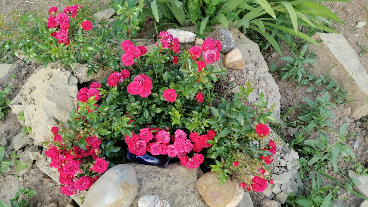 Почвопокровная флорибунда на каменистой горке