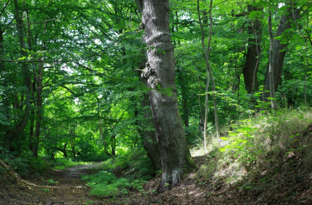 Фото rugrad.eu