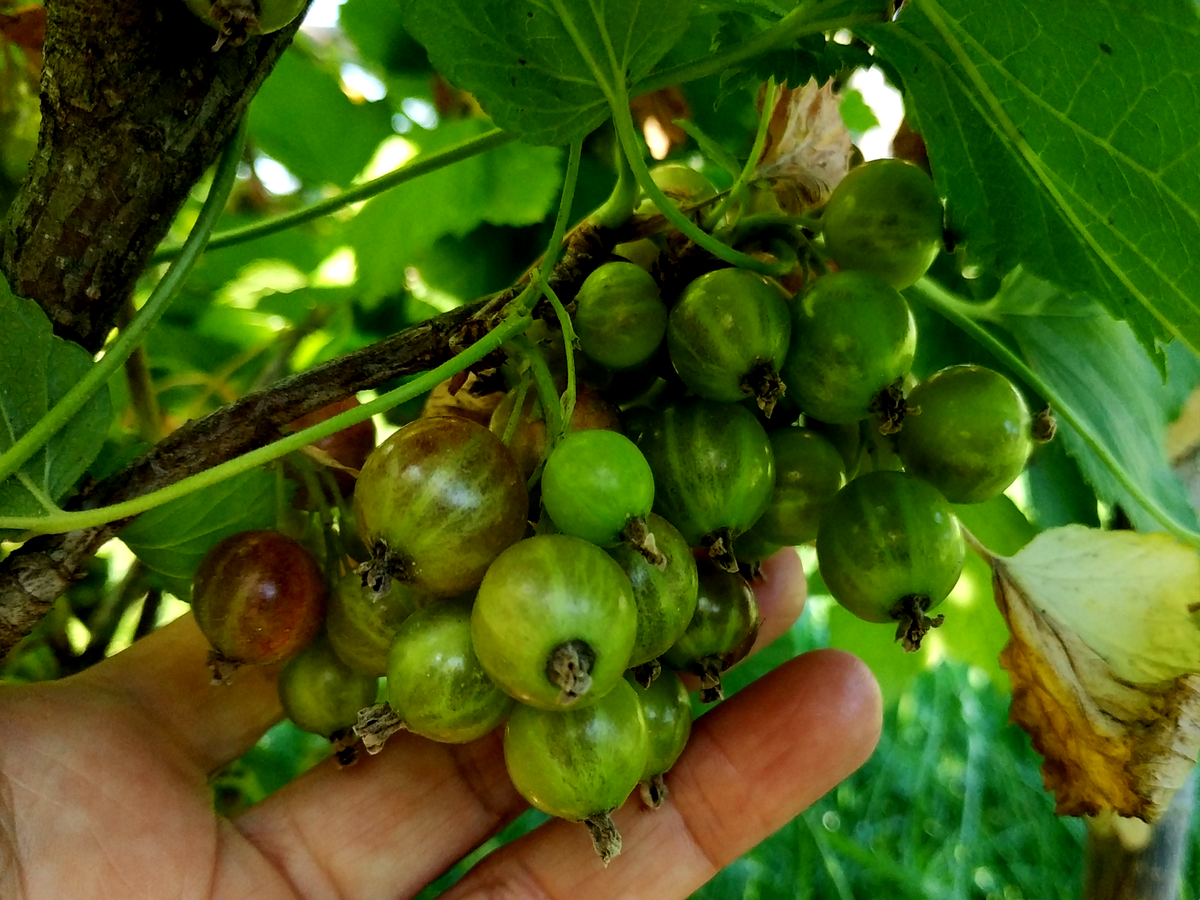 Наливаются ягоды у черной смородины, нужно не упустить момент и вовремя сделать подкормку.