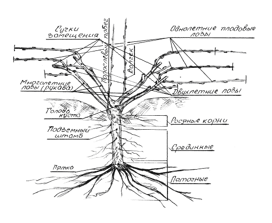 Строение винограда схема для чайников