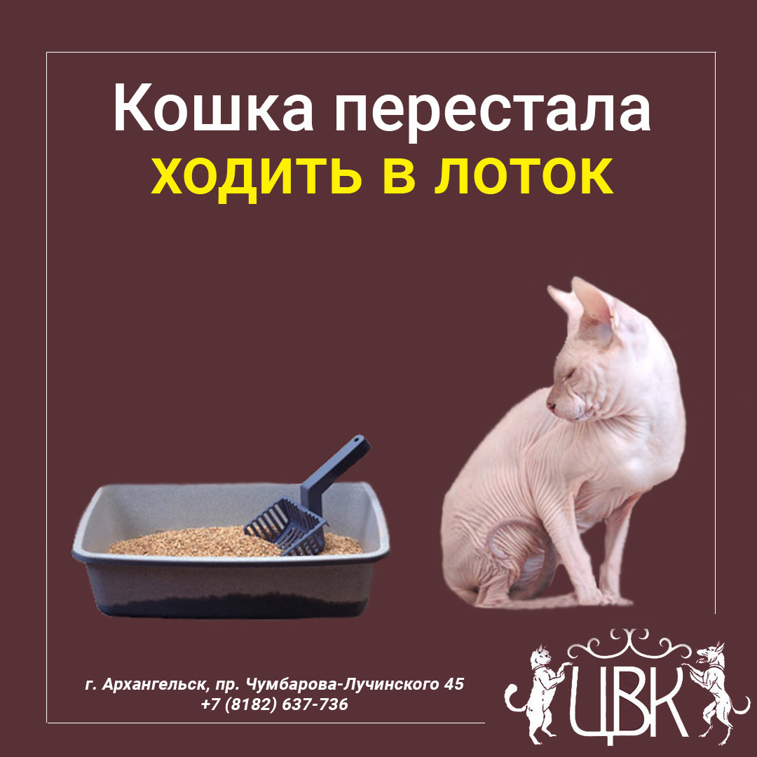 Кошка перестала ходить в лоток что делать