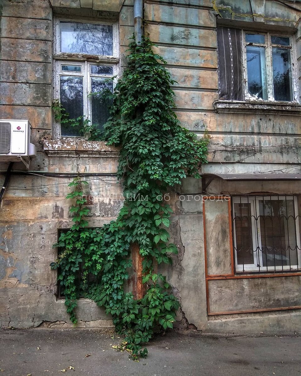 Это еще безобидный "малыш", через пару лет он полностью покроет это здание