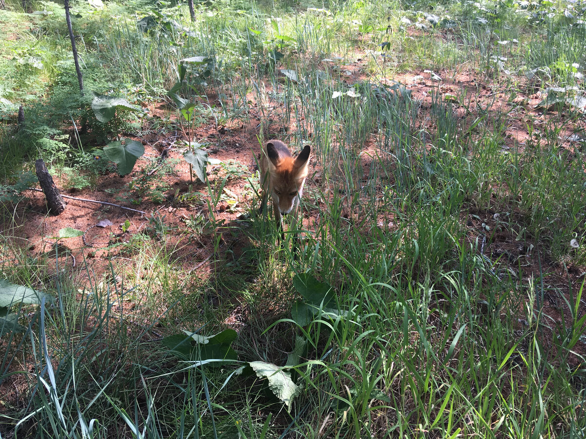 Этого лисёнка на мысу Хобой на Ольхоне прикормили туристы, поэтому он часто выходил к людям за добавкой, а потом пропал. Фото сделано в 2018 году