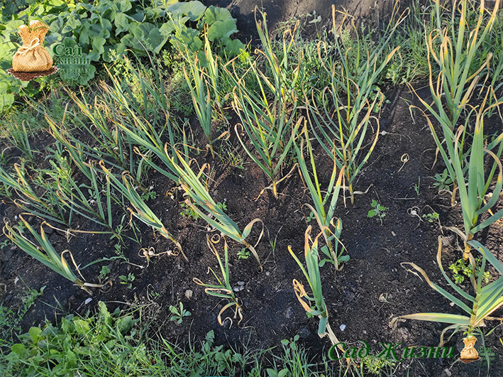 Почему у чеснока пожелтели листья