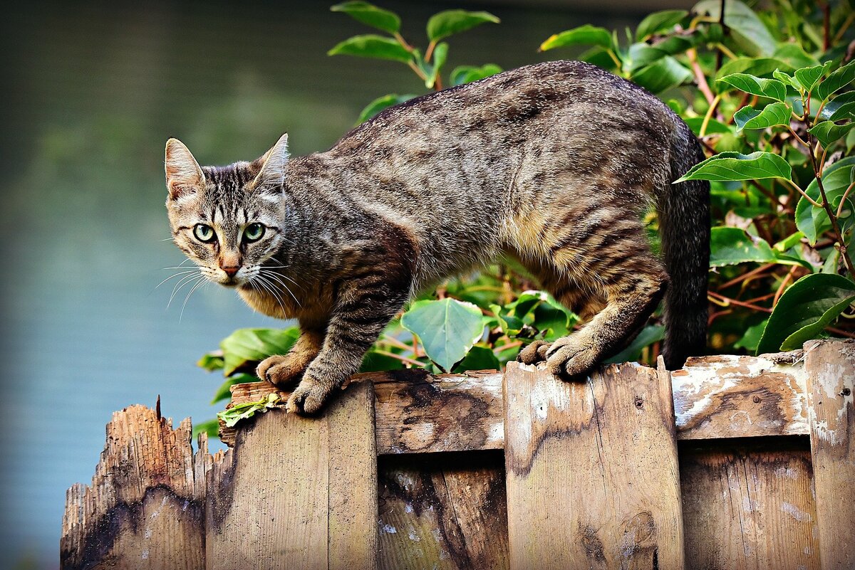 Фото: pixabay.com
