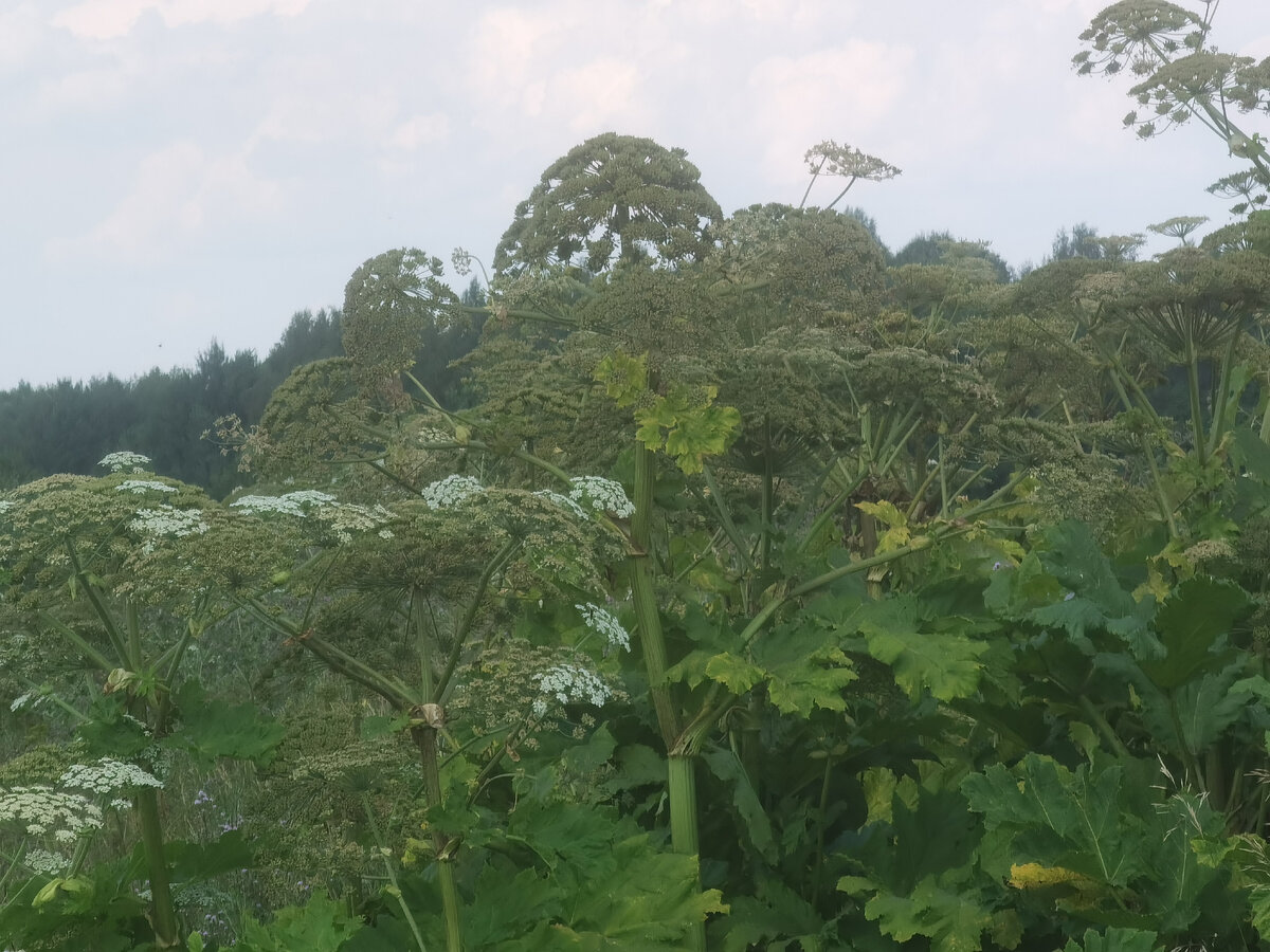 Скоро созреют семена, 2 км от моего дома. 