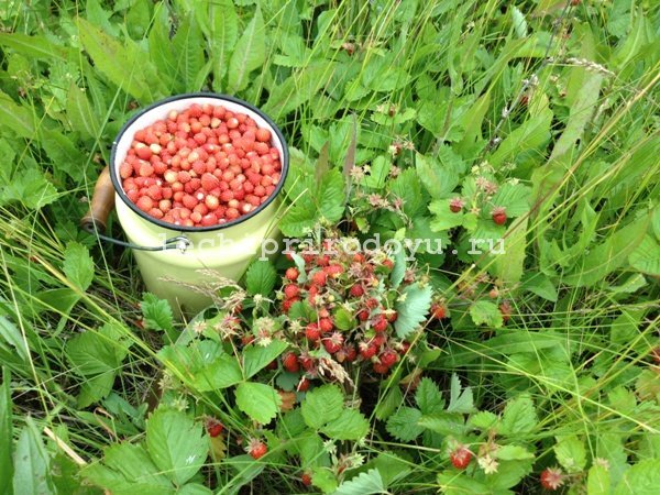 Фото из открытого источника Яндекс.Картинки