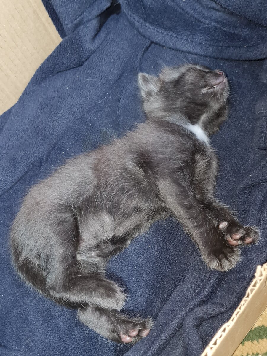 Наш котейка