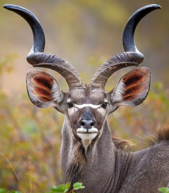 Интересные рога