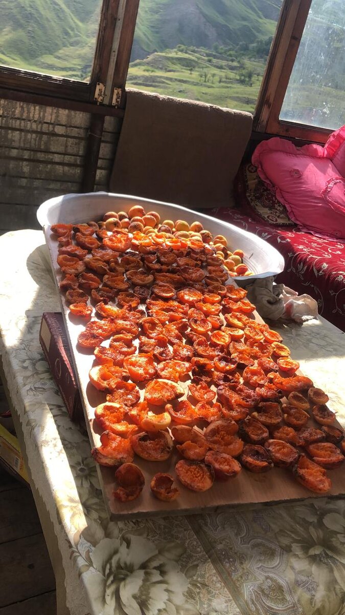 В Лакском районе Республики Дагестан активно ведётся сушка кураги на зиму. Вы только посмотрите на эту красоту за окном и под каким палящим солнцем производится сушка кураги. Из сушеной кураги получаются очень вкусные компоты и какое удовольствие это приносит в холодную зиму. 