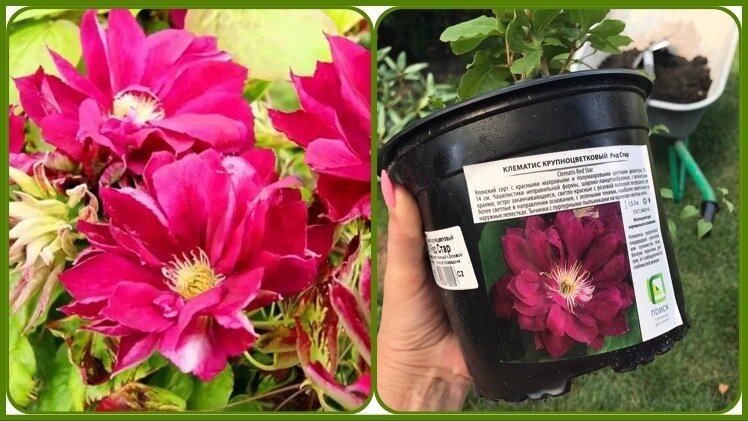 Клематис крупноцветковый «Ред Стар»