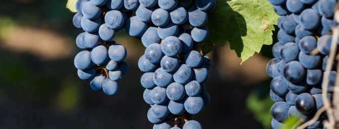 Цветной виноград и другие экзотические сорта винограда, которые стоитувидеть, а некоторые даже попробовать