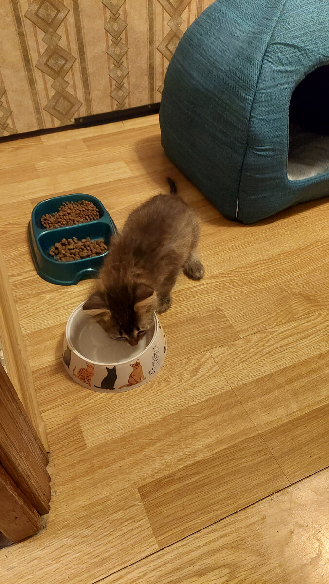 Уголок котенка