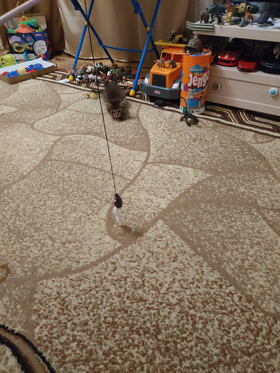 котенок играет с дразнилкой