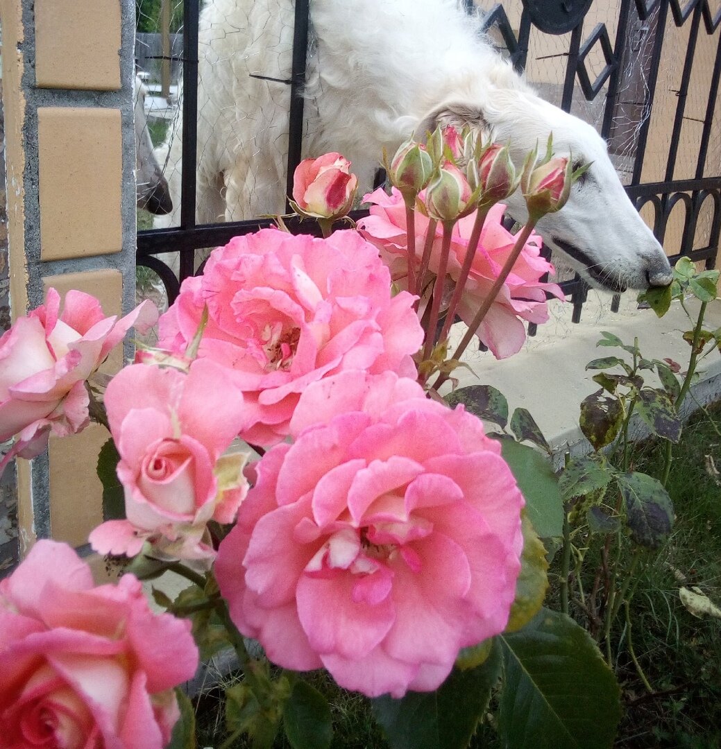 фото Стихи Поэта