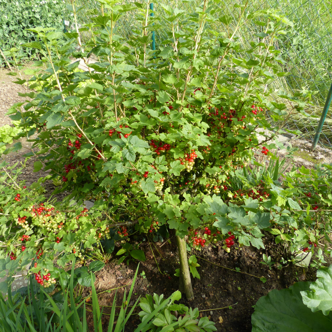 У смородины обязательно убираем старые ветки, омолаживаем кустарник