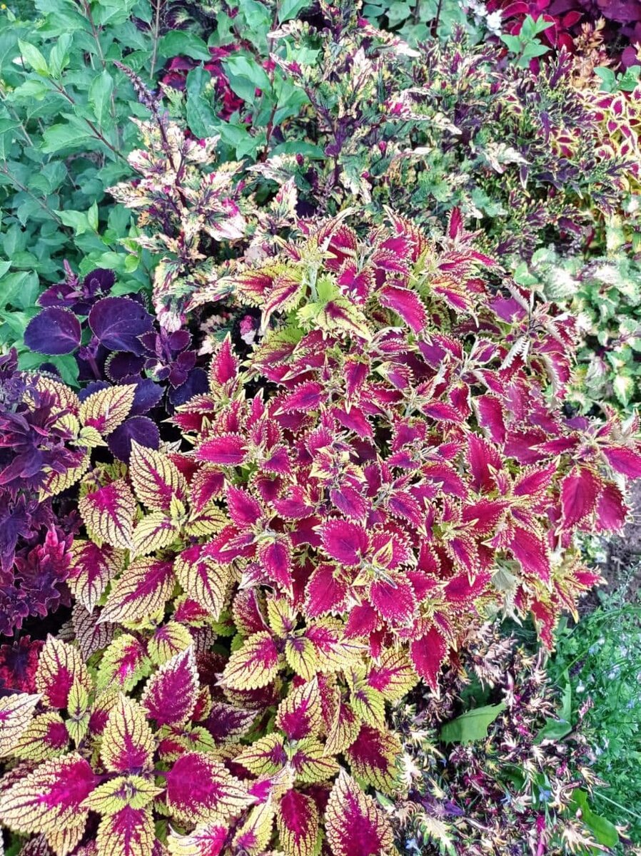 Инстаграм ColeusForSale