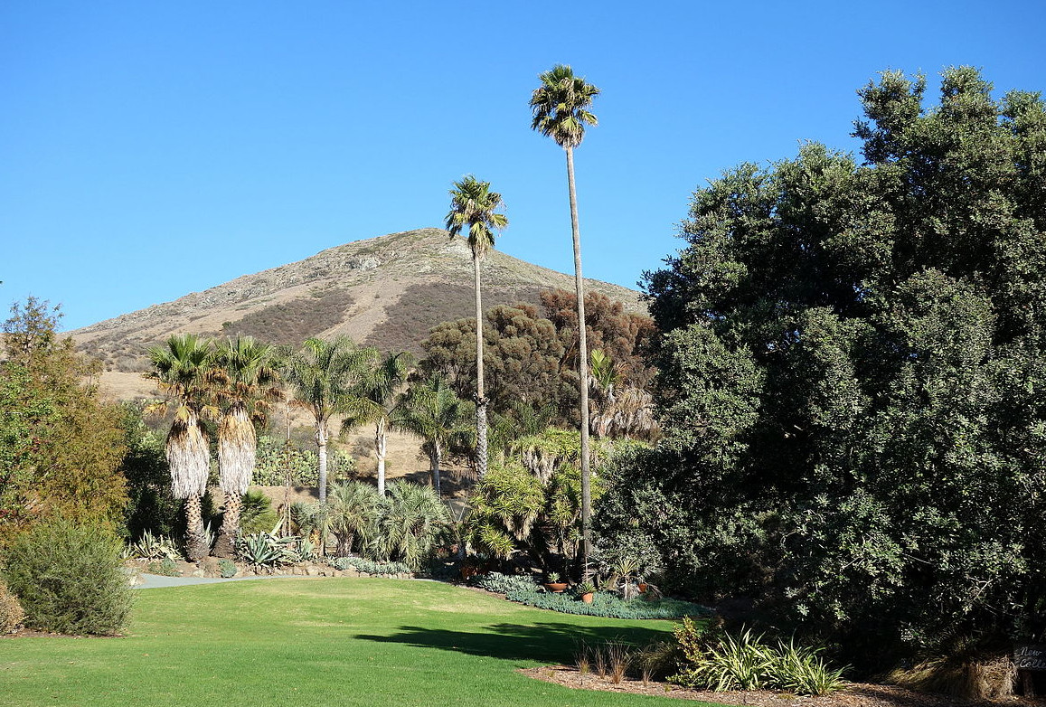 Источник: https://upload.wikimedia.org/wikipedia/commons/thumb/8/8d/Lawn_-_Leaning_Pine_Arboretum_-_DSC05832.JPG/1200px-Lawn_-_Leaning_Pine_Arboretum_-_DSC05832.JPG