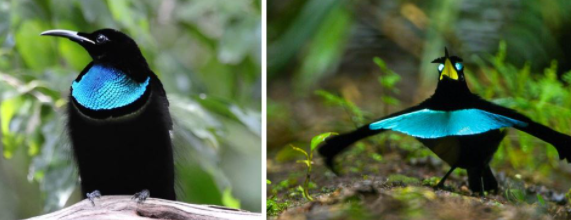 Чудная райская птица