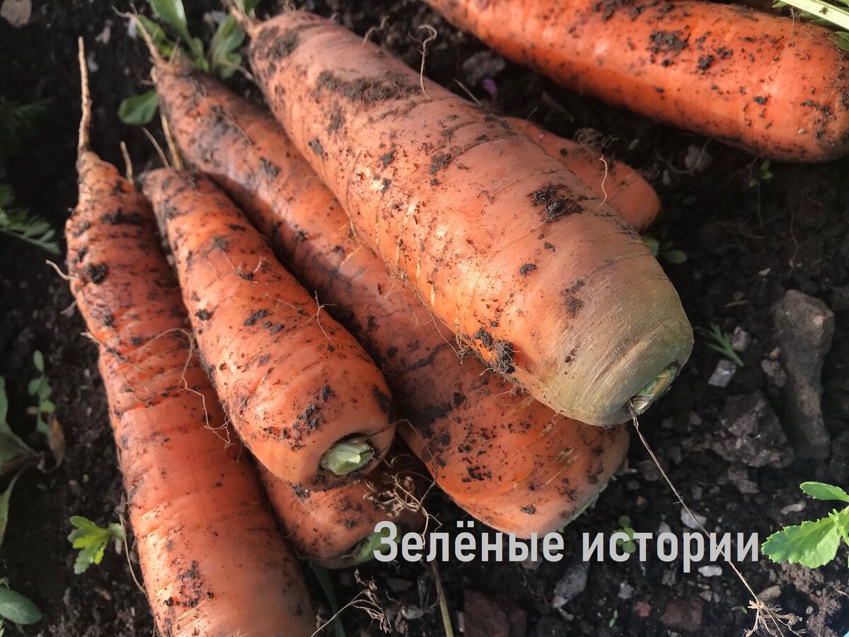 Вот так я обрезаю у моркови ботву ножом