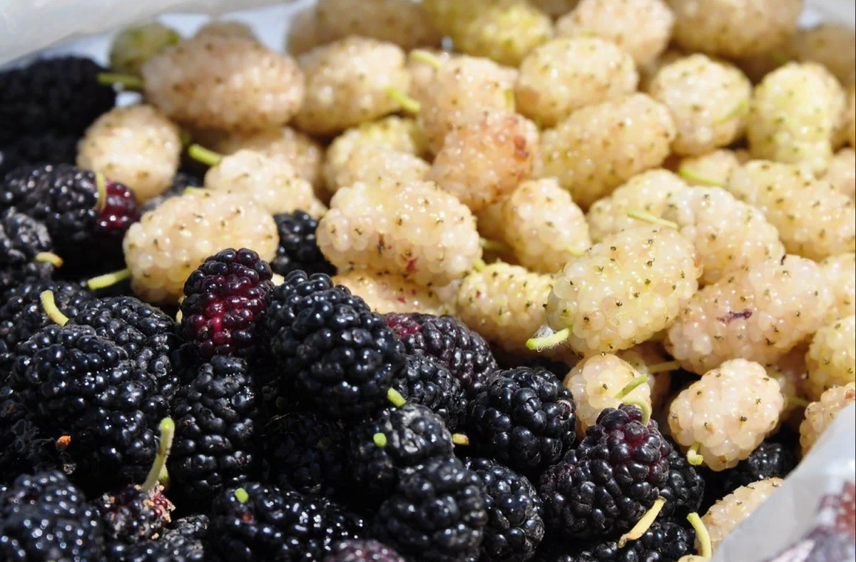 Древние греки и римляне часто путали малину с шелковицей или тутовой ягодой (на фото), которая как раз отлично растет и очень распространена на берегах Средиземного моря. Скорее всего упоминание древней малины на острове Крит связано именно с шелковицей, а не собственно с малиной.