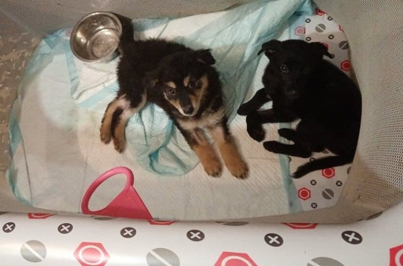 Булочка и Чернушка обожали играть в детском манеже, пока не выросли из него.