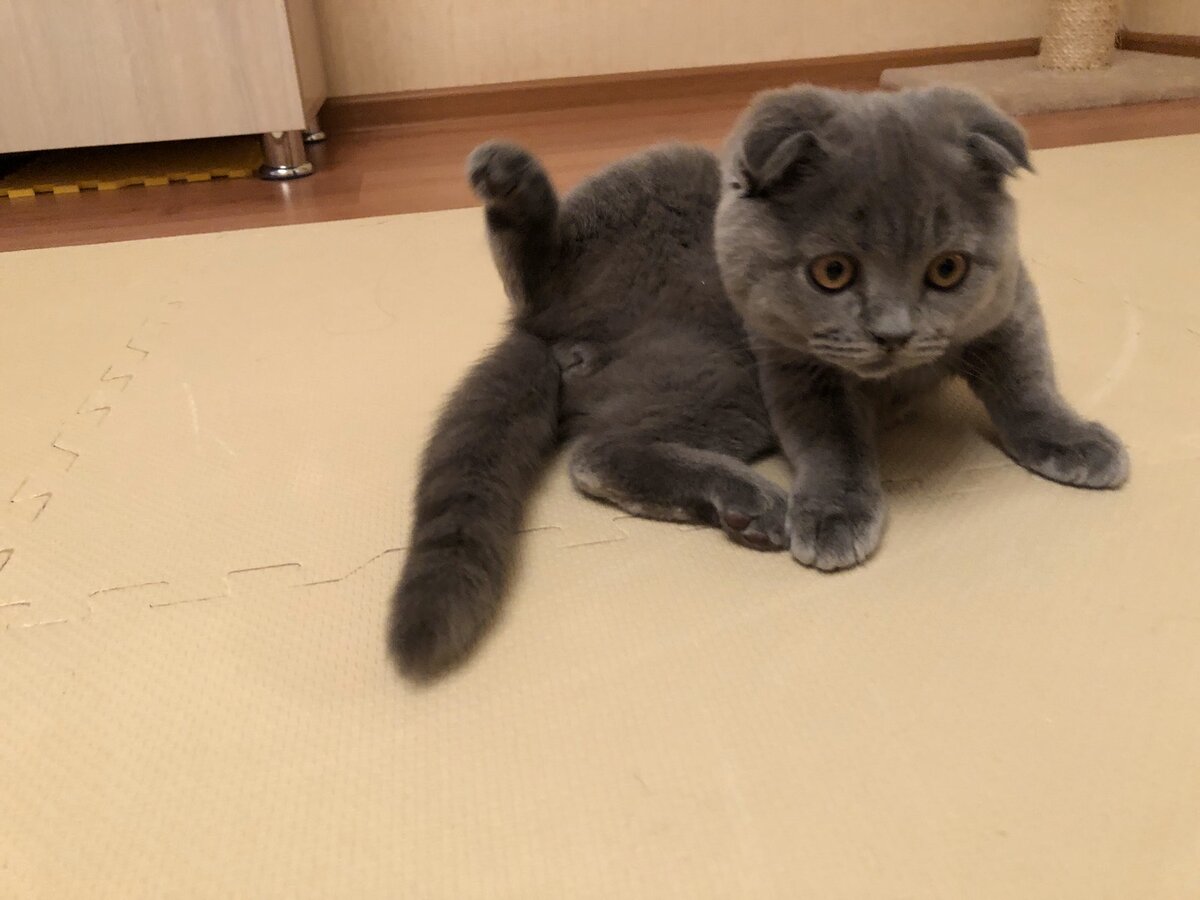 Не всех кошек можно отвлекать от умывания. Многие от прерывания процесса умывания получают стресс. Опять же, Космос не из таких :)