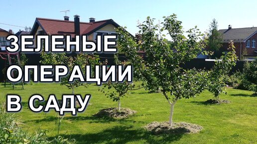 ЗЕЛЕНЫЕ ОПЕРАЦИИ на плодовых деревьях, мой регион Москва