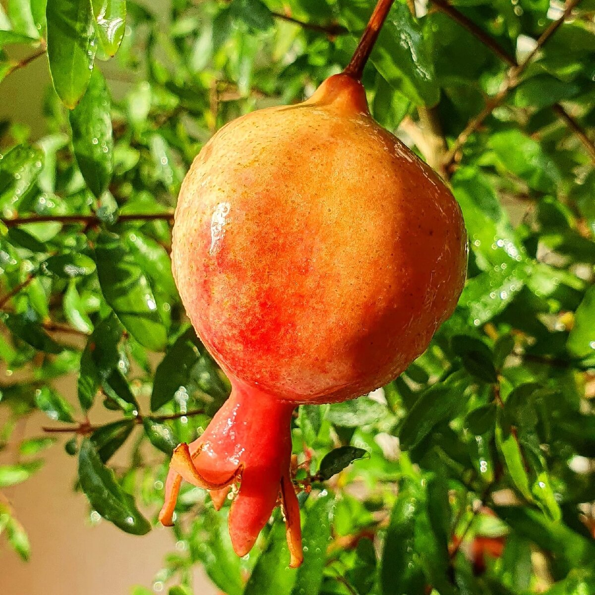  Фото Лужецкой Натальи плод ее граната 30 сентября 2021 года