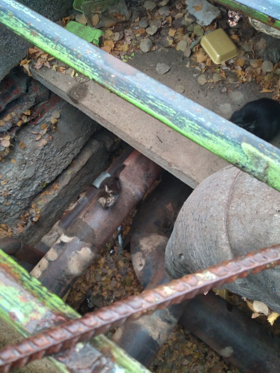 теплотрасса - спасение от холода для кошек