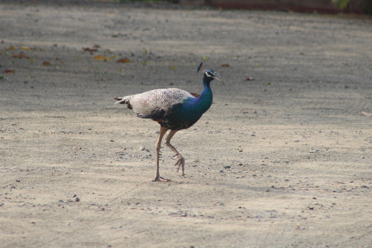 Индийский павлин - Indian peafowl